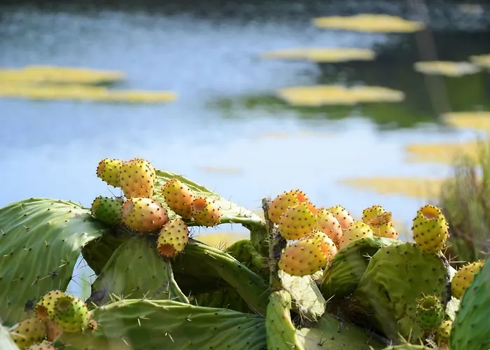 Panzió Sa Pintadera